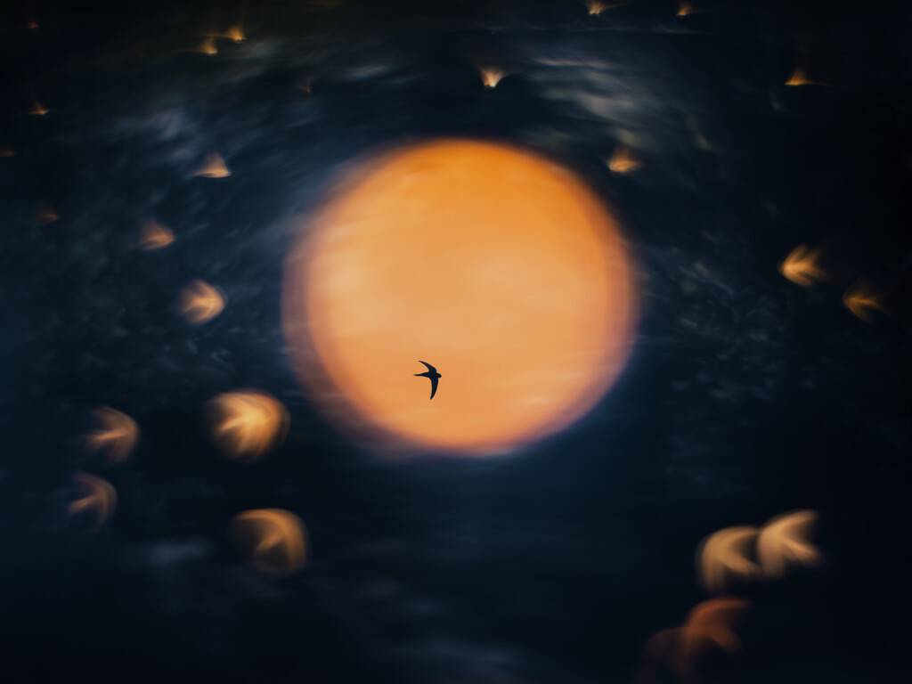 Nature Photographer of the Year 2025
