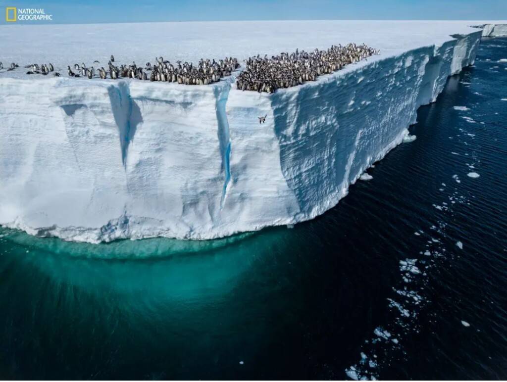 A young emperor penguin jumps off a 50-foot cliff for its first swim in Atka Bay, Antarctica. Bertie Gregory/National Geographic