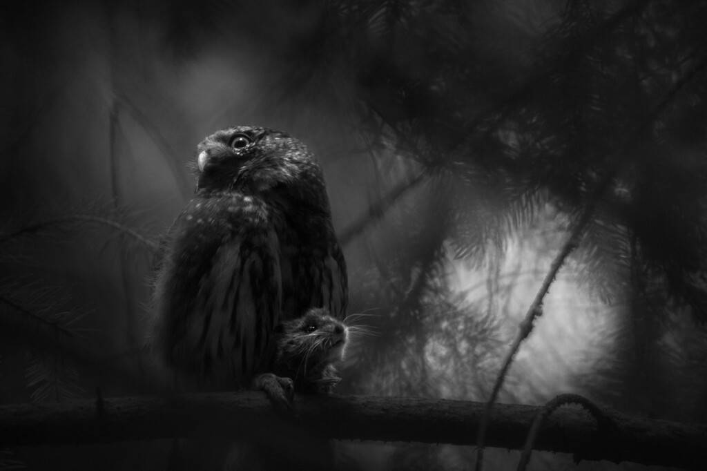 Лука Лоренц - победитель European Wildlife Photographer of the Year 2025