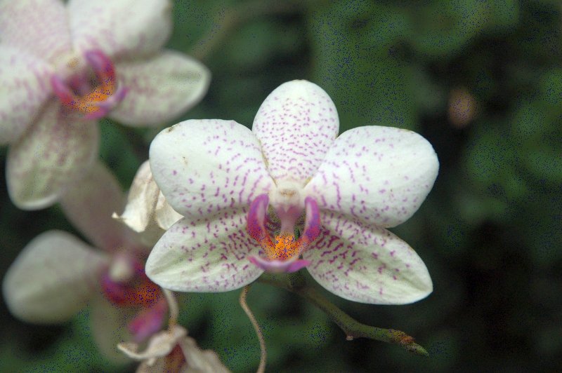 Орхидеи в саду Зальцбурга: белые лепестки с фиолетовыми пятнышками