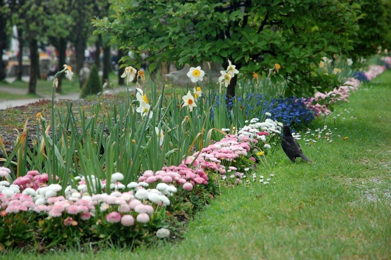 Цветущий бордюр у аллеи в Зальцбурге: нарциссы, гвоздики и ворона