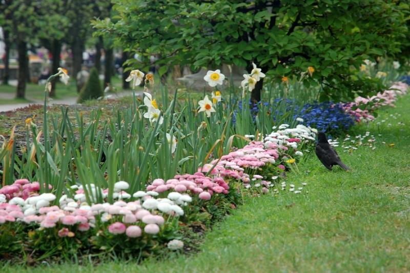 Цветущий бордюр у аллеи в Зальцбурге: нарциссы, гвоздики и ворона