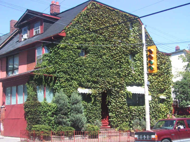 Зелёный дом в Green Toronto: виноградник на фасаде и красный Ford в тени деревьев