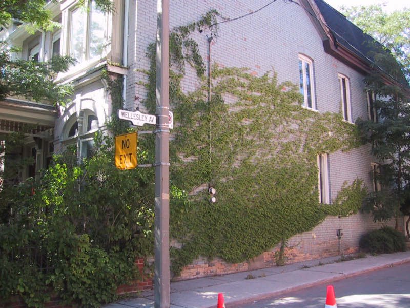 Виноградная лоза на фасаде кирпичного дома на Wellesley Ave, Toronto