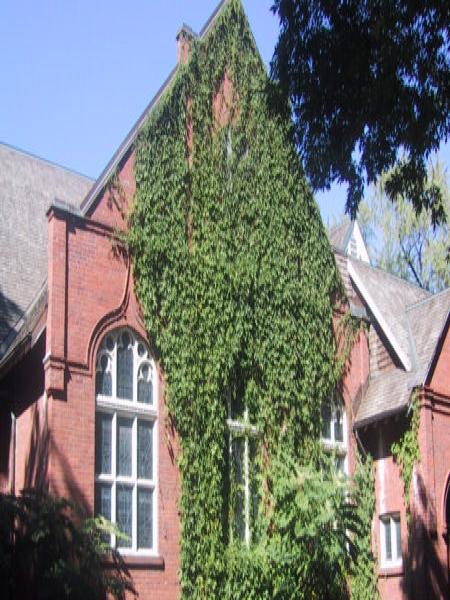 Красный кирпич и плющ на улице в Green Toronto