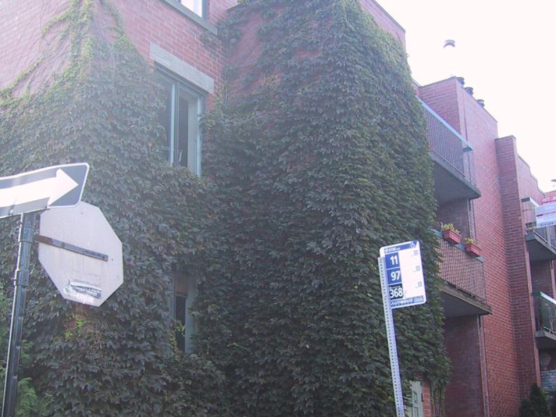 Монреаль, 2004: кирпичный дом вьющимся плющом и остановка автобуса №11, 97, 368