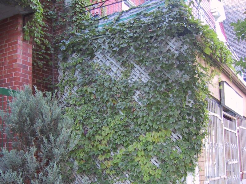 Монреаль, 2004: лоза на решётке у входа в старый дом