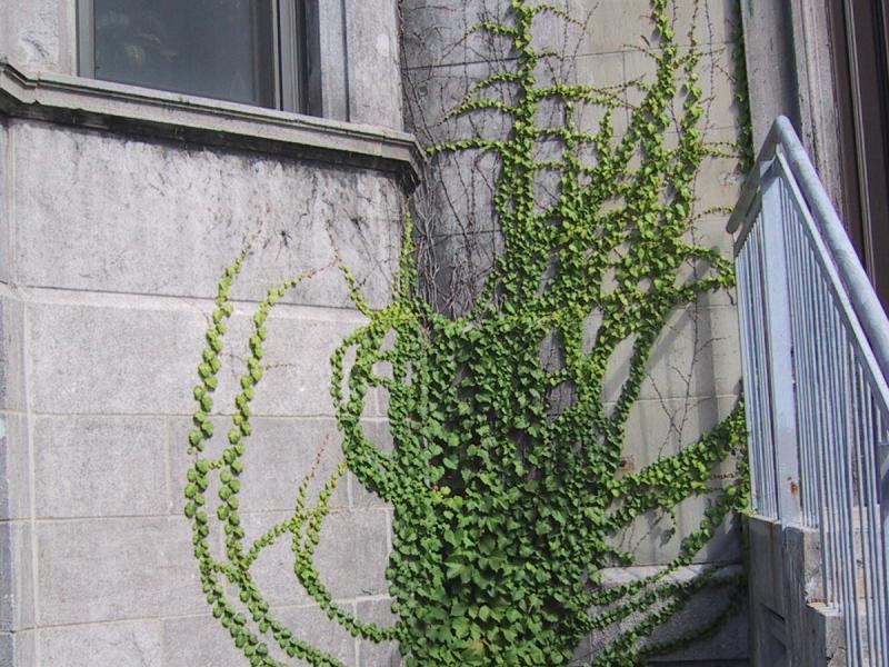 Монреаль, 2004: плющ на стене из серого камня у лестницы