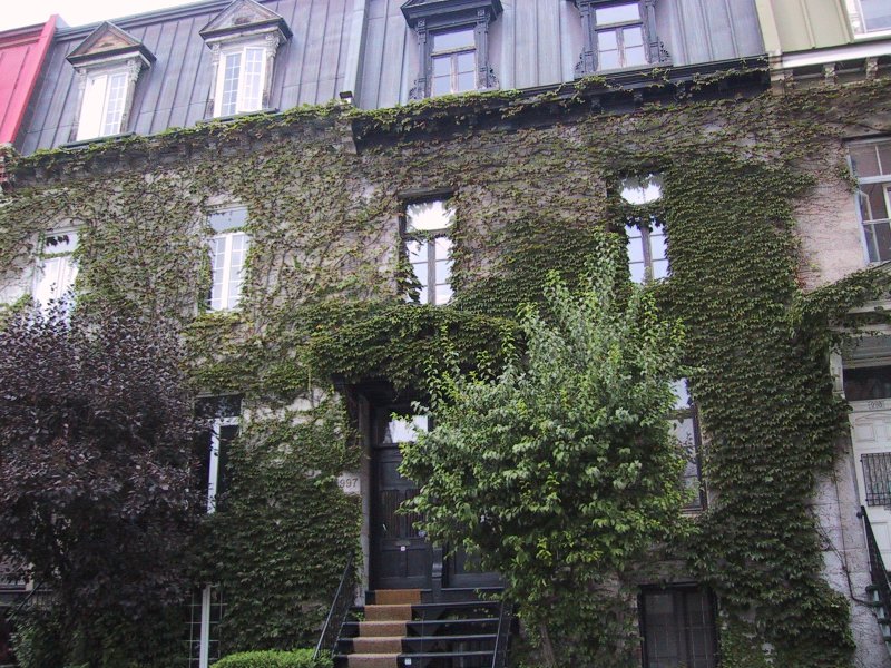 Монреаль, 2004: дом с плющом и черепичной крышей на улице 09