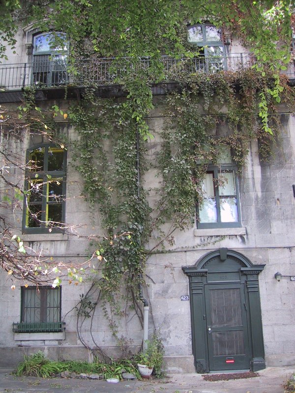 Монреаль, 2004: каменный дом с вьющимися растениями у входа №423