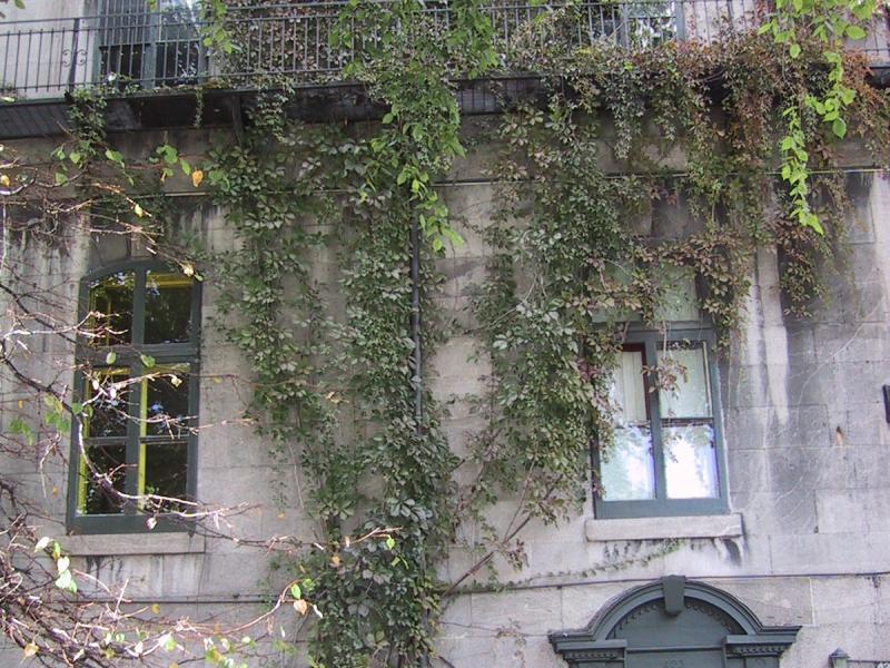 Монреаль, 2004: каменный дом с вьющимися растениями у входа №423