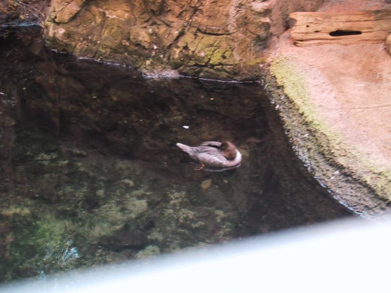 Монреаль, 2004: утка в каменном бассейне у входа в зоопарк