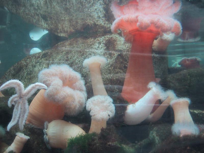 Монреаль, май 2004: розовые актинии и морская звезда у скалы