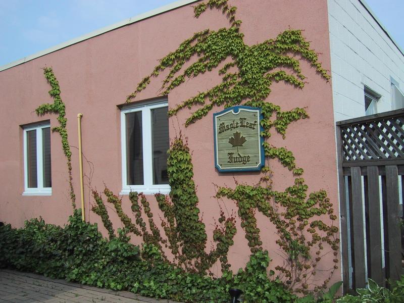 Maple Leaf Lodge в Ниагара-он-те-Лейк: розовая стена с плющом и вывеской