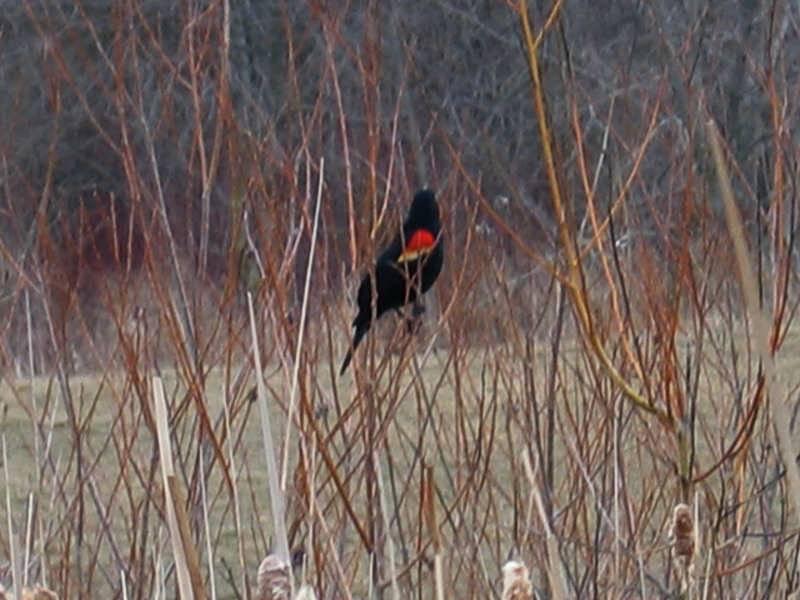 Канада, Scarborough Bluffs: чёрный жаворонок с красным пятном на крыле между ветвями