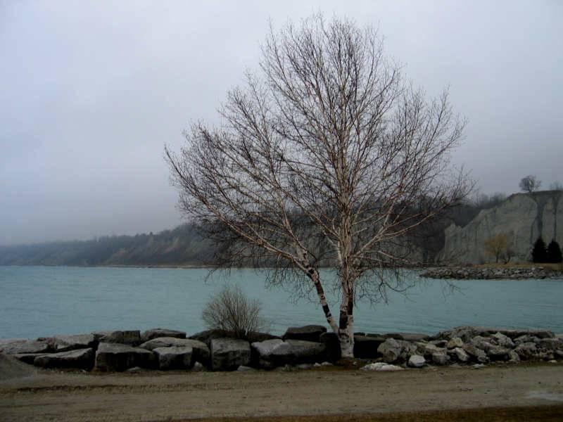 Scarborough Bluffs: берег с белой берёзой и изумрудной водой
