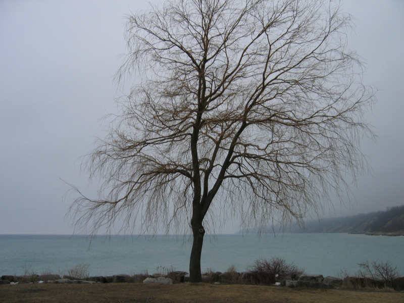 Одинокое дерево у Scarborough Bluffs, Канада