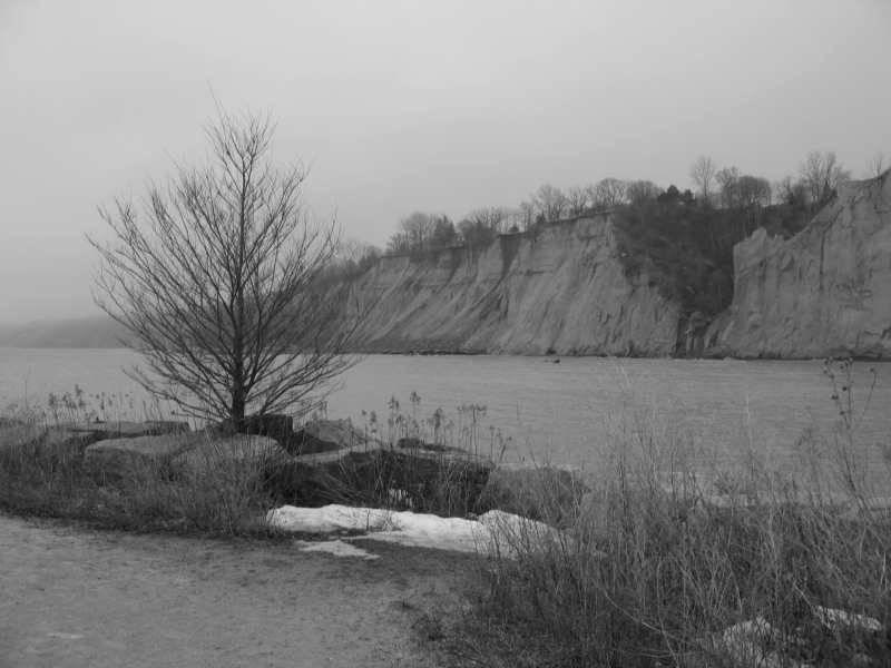 Scarborough Bluffs, Канада: обнажённые скалы у воды с одиноким деревом