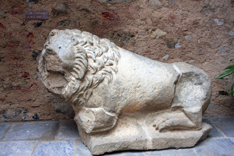 Лев из Алерии, Корсика, 2008
