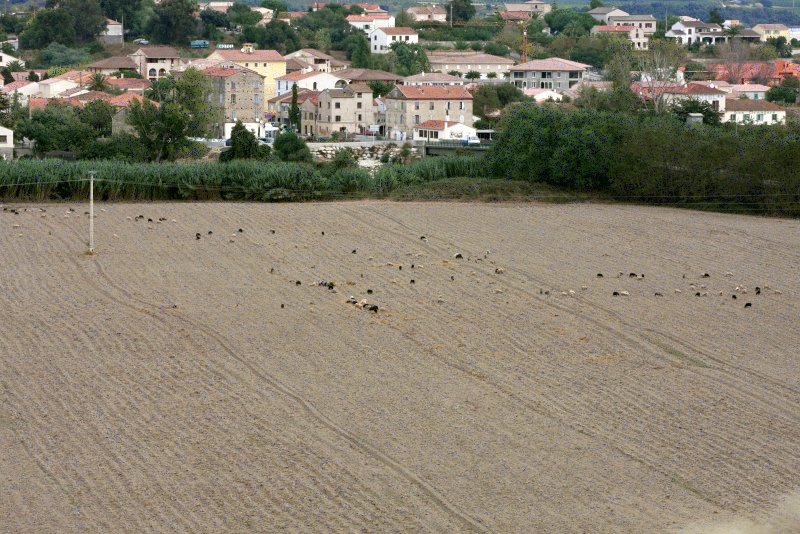 Алерия, Корсика, 2008: поля у старинного города с овцами