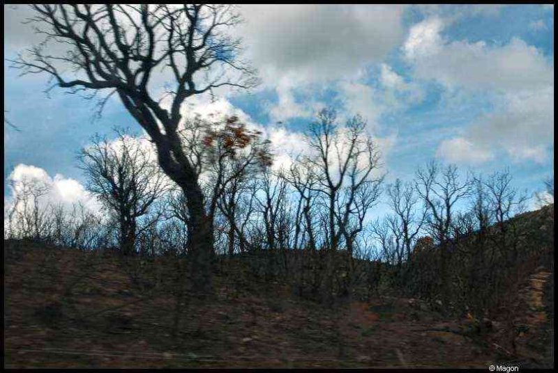 Корсика, 2009: обгоревшие деревья на склоне у Кап-Корса