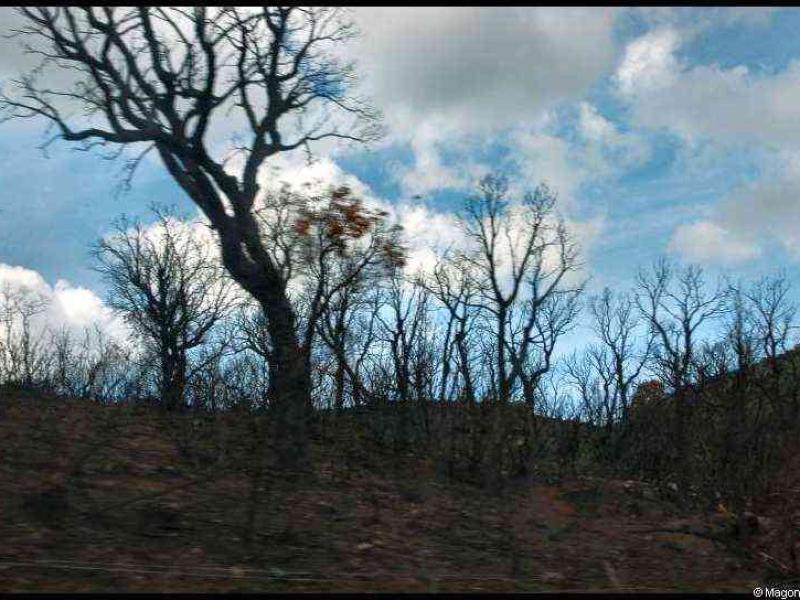 Корсика, 2009: обгоревшие деревья на склоне у Кап-Корса