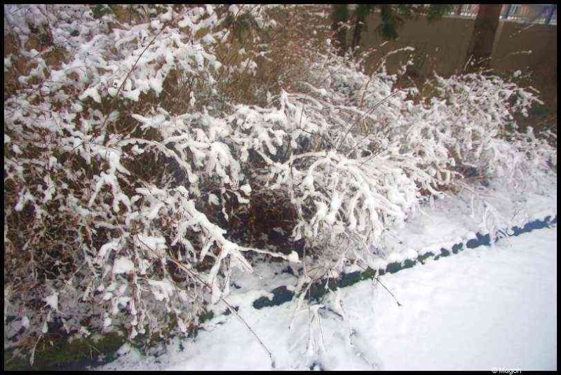Снег на кустах в Люксембурге, 25 января 2010