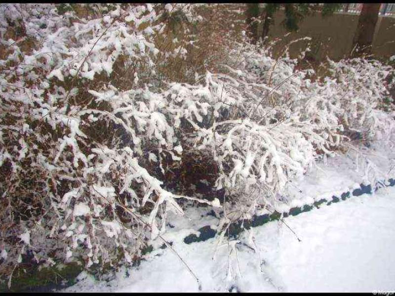 Снег на кустах в Люксембурге, 25 января 2010