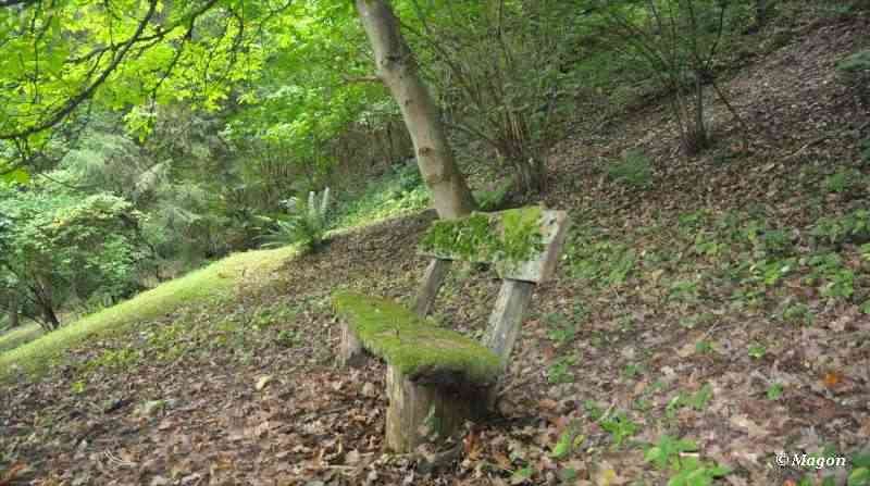 Мoss-covered wooden bench on forest slope with fallen leaves and green foliage