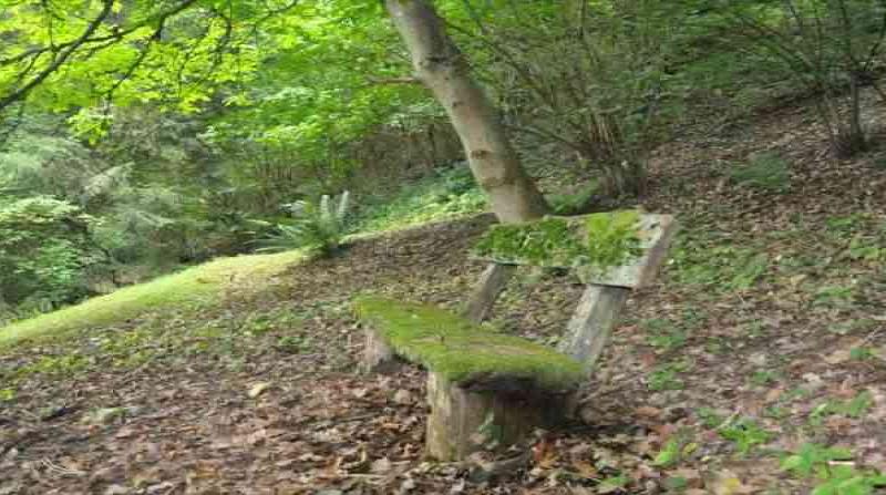 Мoss-covered wooden bench on forest slope with fallen leaves and green foliage