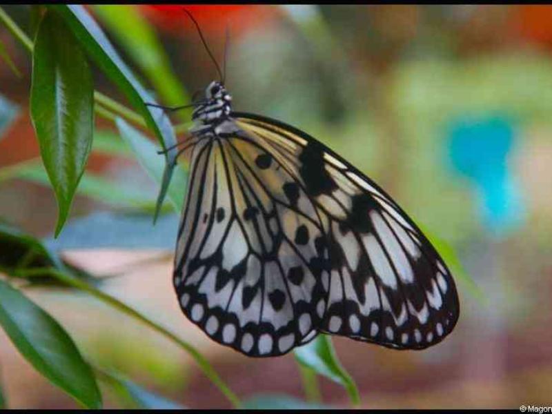 Butterfly-garden
