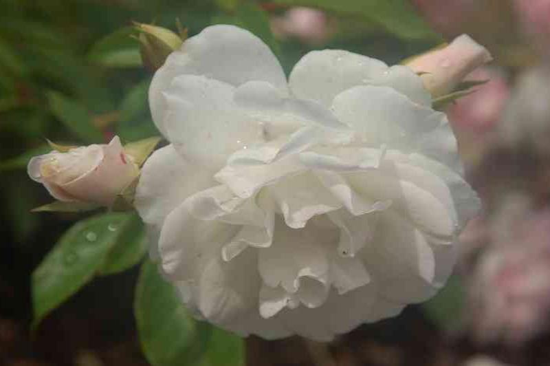 Flowers_