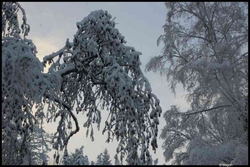 Снег на ветвях деревьев в Люксембурге, 9 декабря 2010