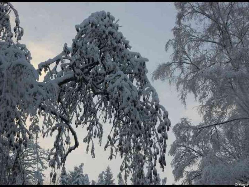 Снег на ветвях деревьев в Люксембурге, 9 декабря 2010
