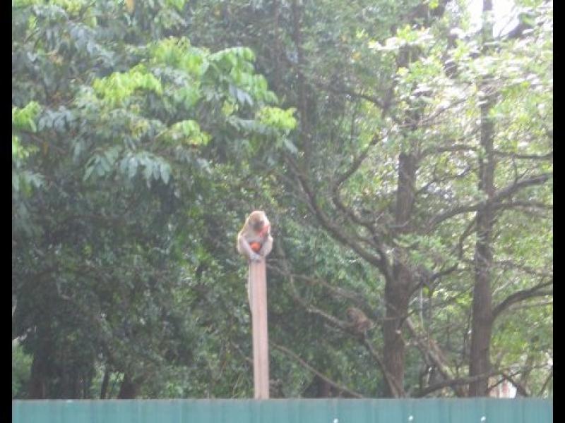 Макака на деревянном столбе у зелёного забора в Куантане, Малайзия