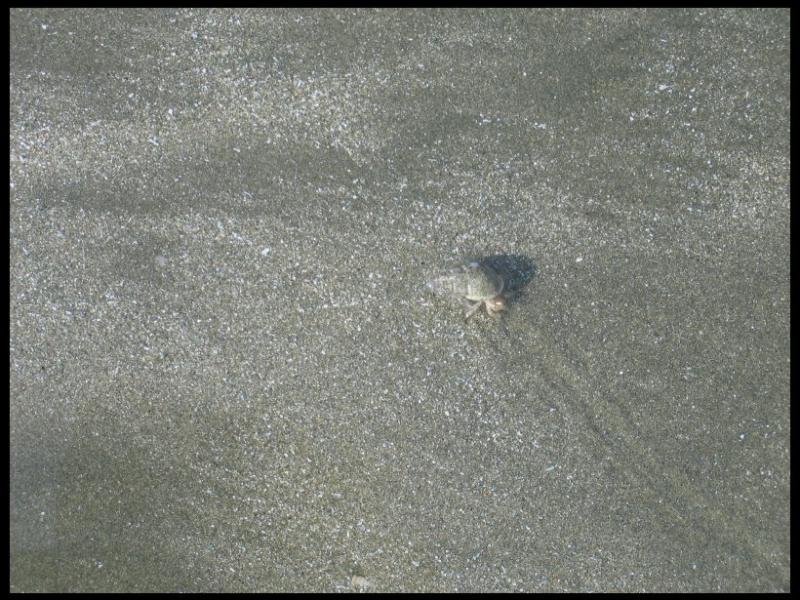Куантан, Малайзия: маленький краб на мокром песке у воды