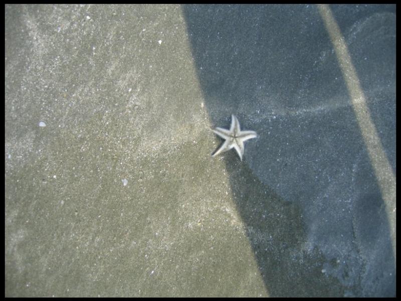Малайзия, Куантан: морская звезда на песке у воды