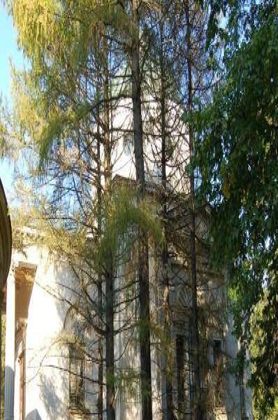 Архангельское, 2006: старинное здание за хвойными деревьями