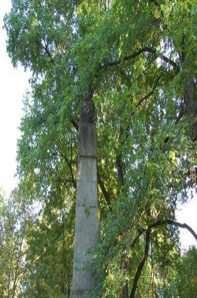 Архангельское, 2006: обелиск из серого камня среди дубов
