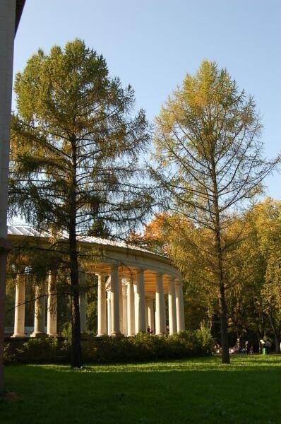 Архангельское, 2006: колоннада в тени лиственниц