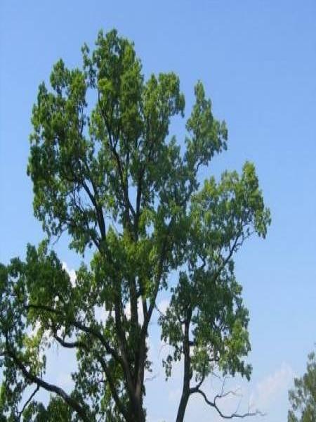 Дуб в парке Гатчины, 2006 год: старый, с мощной кроной и белой отметкой у основания