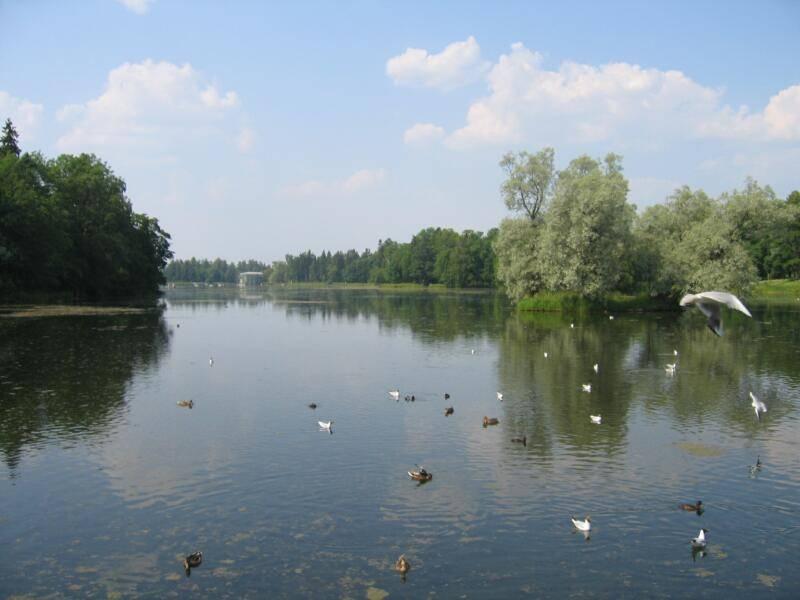 Гатчина, 2006: озеро с утками и чайкой над водой