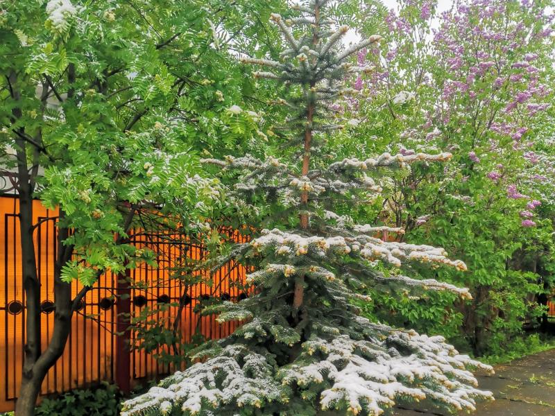 Москва, 7 мая 2024: ель под снегом между липой и сиренью