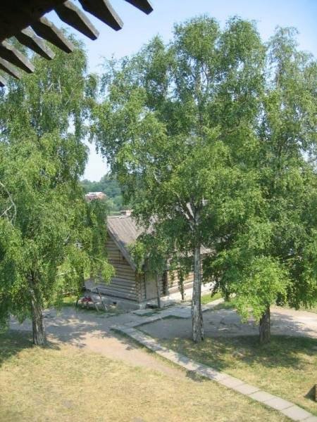 Деревянный дом среди берёз в солнечный день