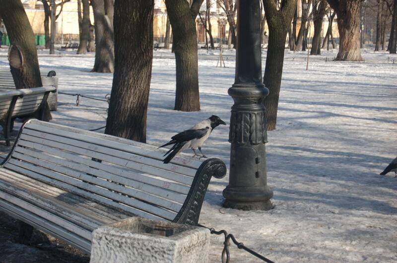 Санкт-Петербург, 2006: ворона на скамейке у фонарного столба в снежном парке