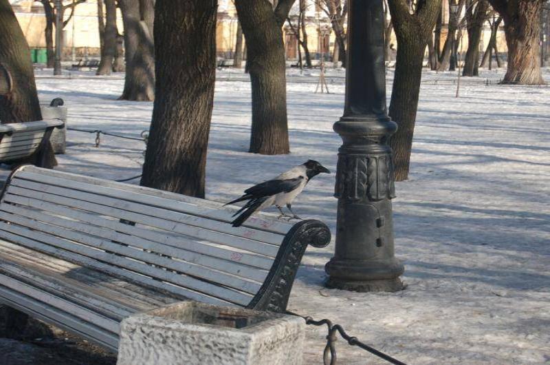 Санкт-Петербург, 2006: ворона на скамейке у фонарного столба в снежном парке