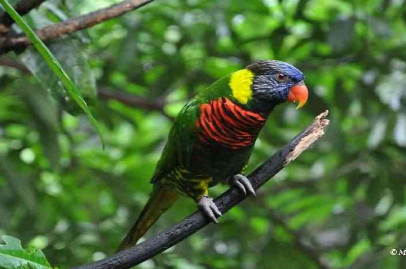 Лорикет в Bird Park, Сингапур: зелёное оперение с огненно-красным грудным поясом