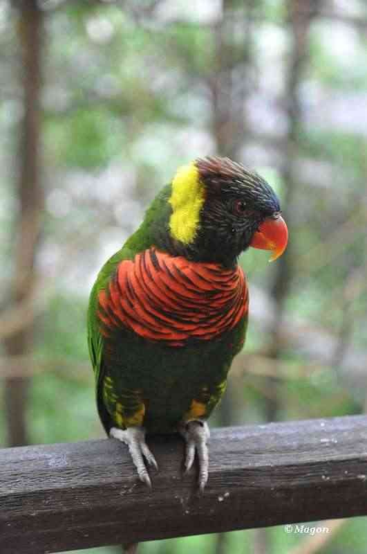 Лорикет в Bird Park, Сингапур: зелёно-красный на деревянной перекладине