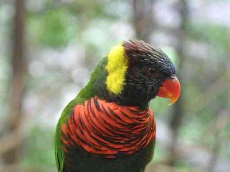 Лорикет в Bird Park, Сингапур: зелёно-красный на деревянной перекладине