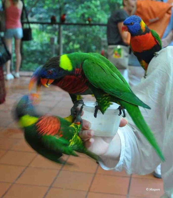 Лорикеты в Bird Park, Сингапур: зелёные, синие и оранжевые на ладони посетителя